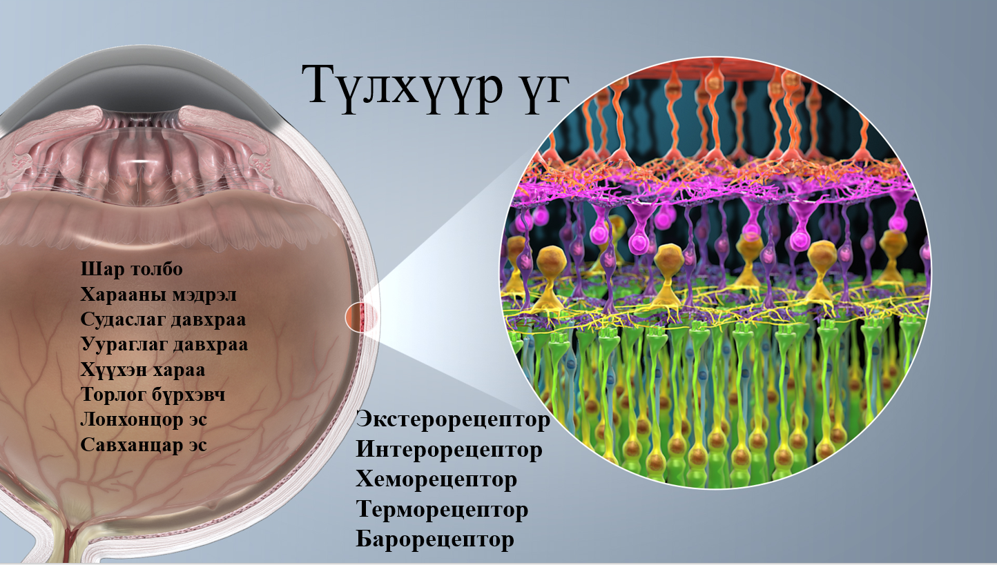 Мэдлээ | Цахим контент